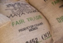 첫 Maya Vinic Coffee 수출