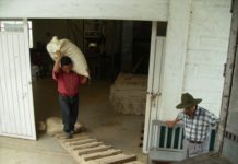 Chiapas산 Coffee 선적 모습들