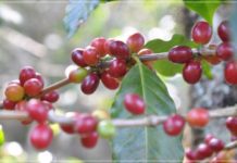 탐스럽게 익어가는 커피