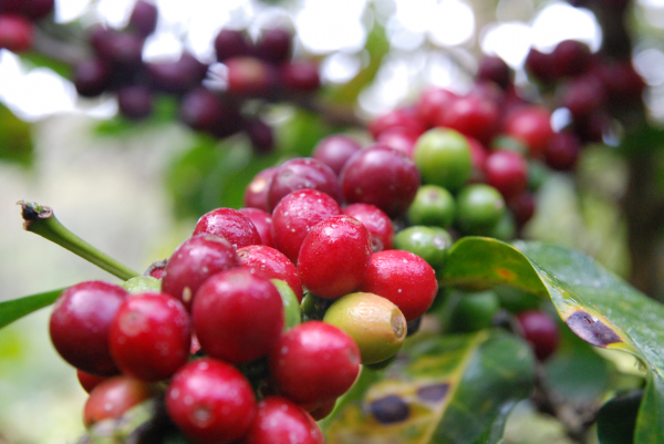 coffee cherry1.png